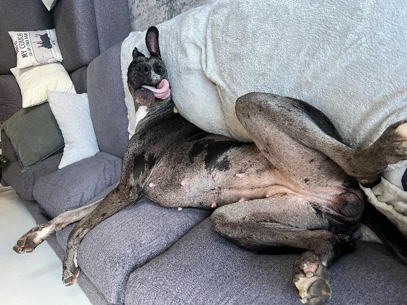 Enlarge Mia, a ADOPTABLE Great Dane in Pine Beach, NJ image 6/6