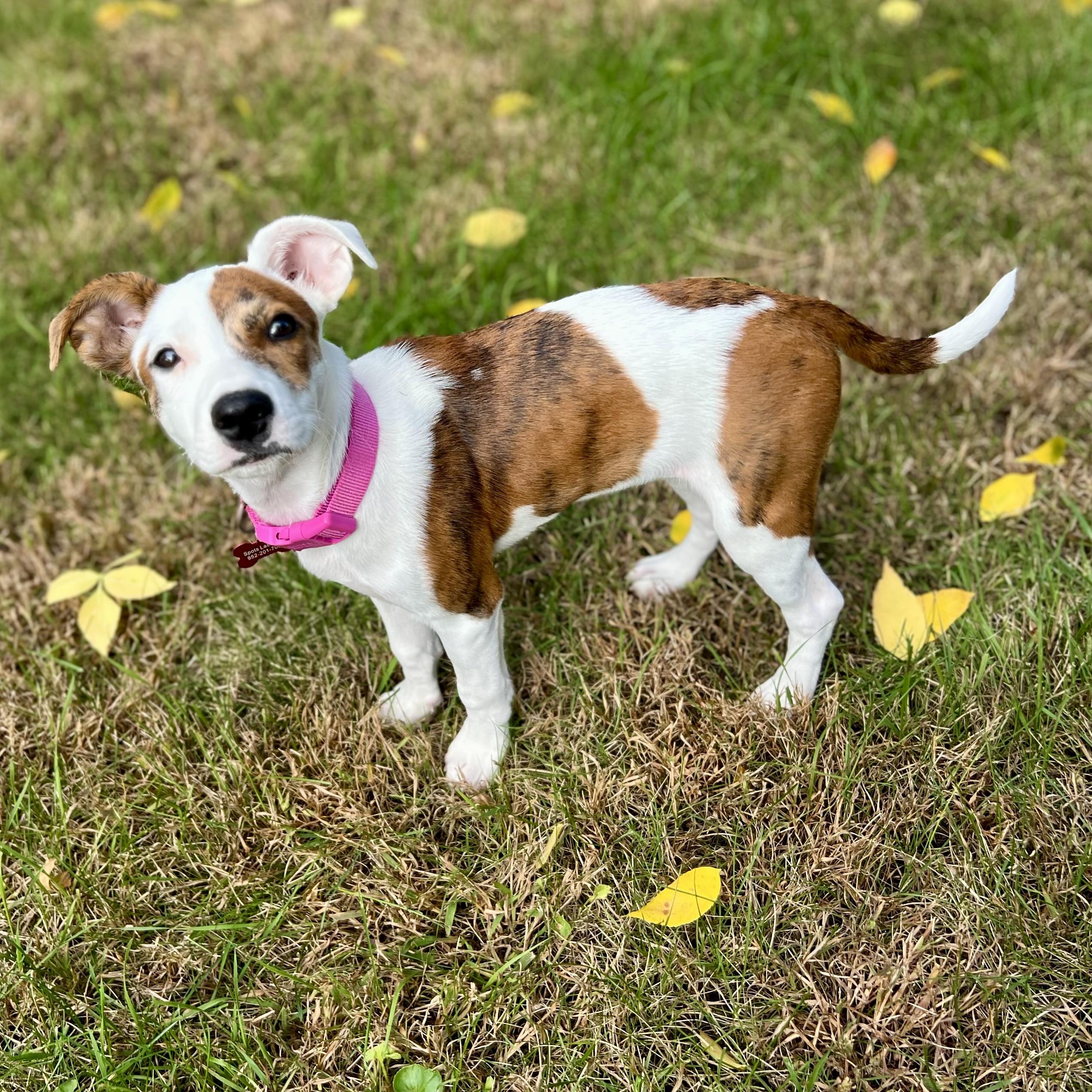 Enlarge Peaches, a Adopted mixed breed in Prior Lake, MN image 2/6