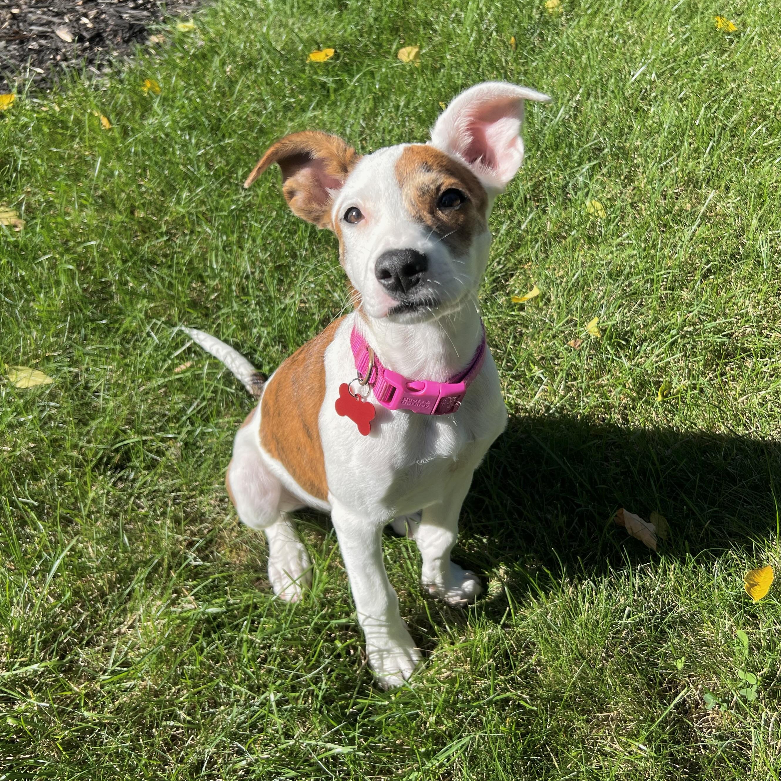 Peaches, Adopted, Puppy Female Mixed Breed.