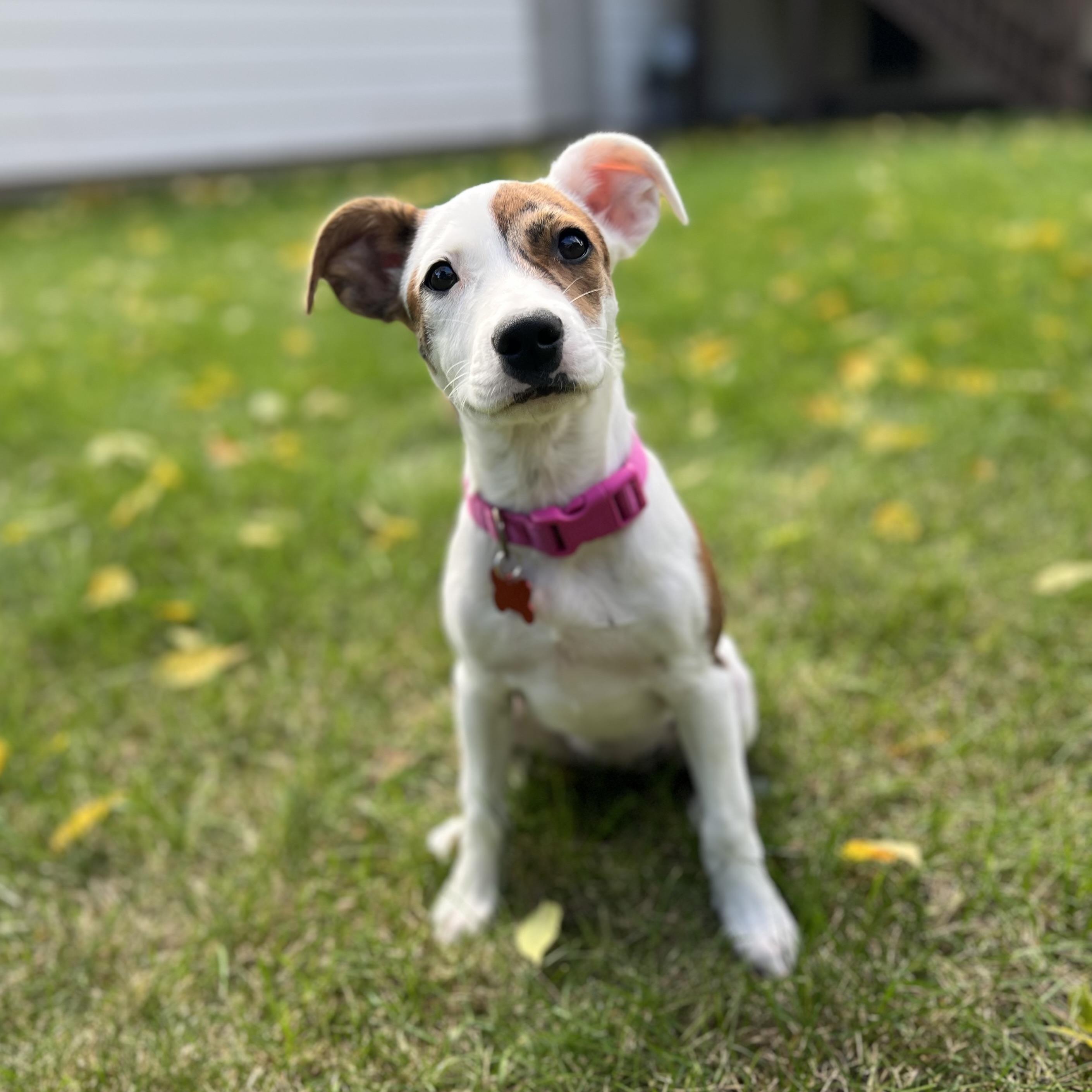 Enlarge Peaches, a Adopted mixed breed in Prior Lake, MN image 4/6
