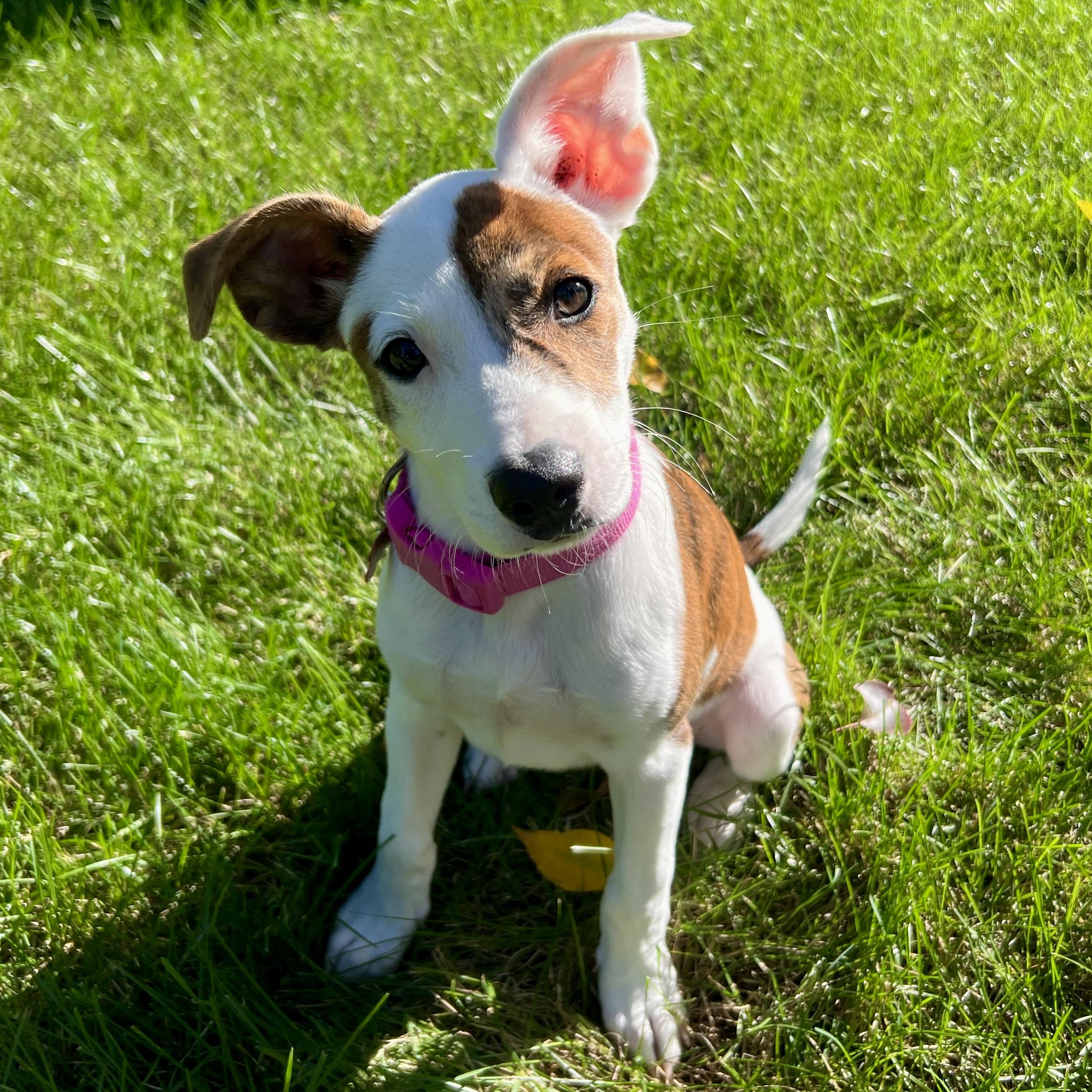 Enlarge Peaches, a Adopted mixed breed in Prior Lake, MN image 3/6
