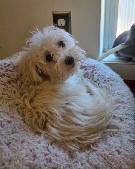 Enlarge Chanel, a ADOPTABLE mixed breed in Watertown, MA image 2/4