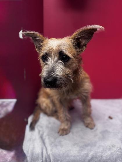 Goose, Adoptable, Adult Male Terrier & Mixed Breed.