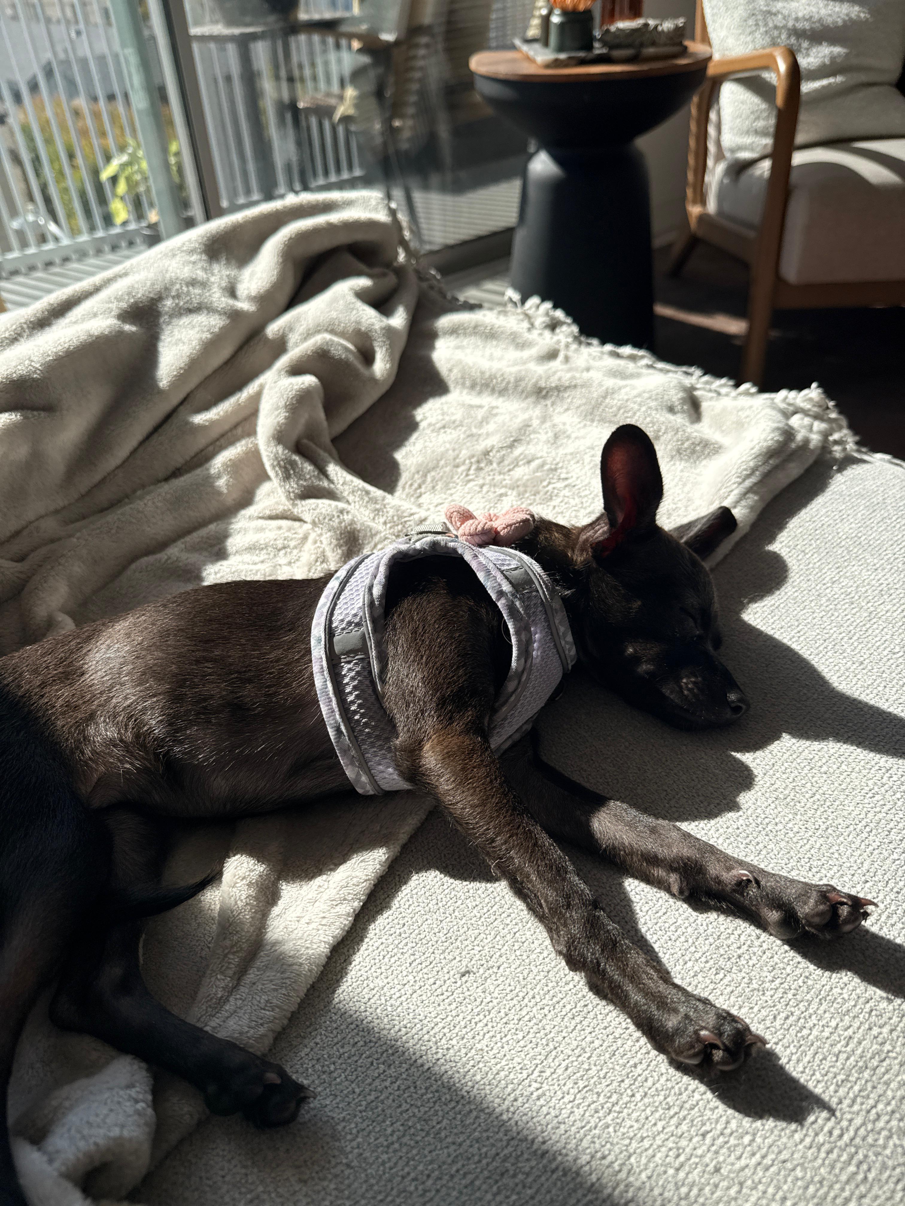 Ashley, a Adoptable mixed breed in West Hollywood, CA image 1/6