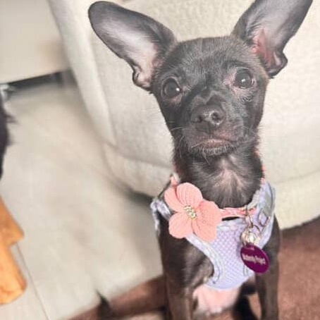 Enlarge Ashley, an adopted mixed breed in West Hollywood, CA image 1/6