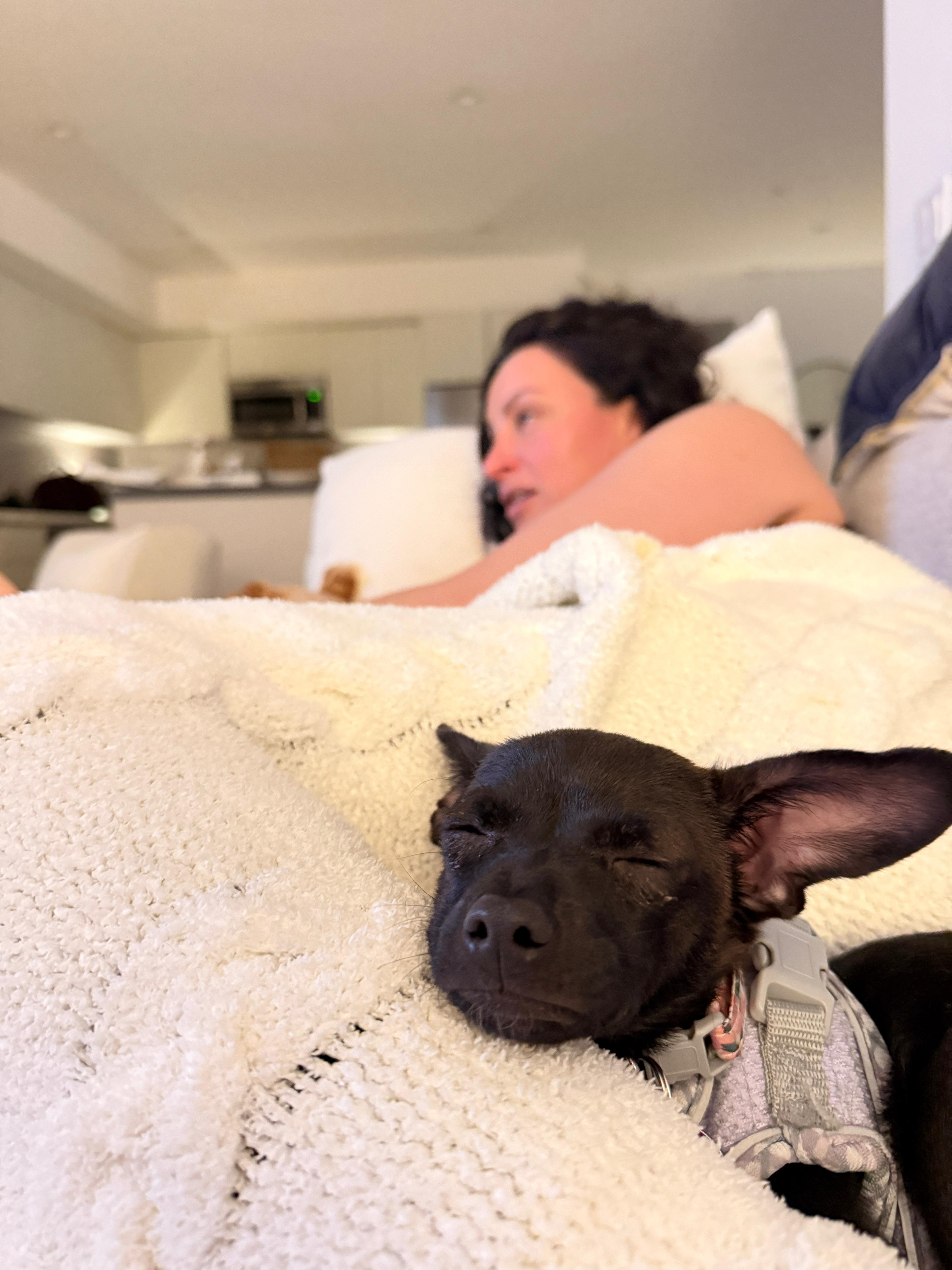 Ashley, a Adoptable mixed breed in West Hollywood, CA image 3/6