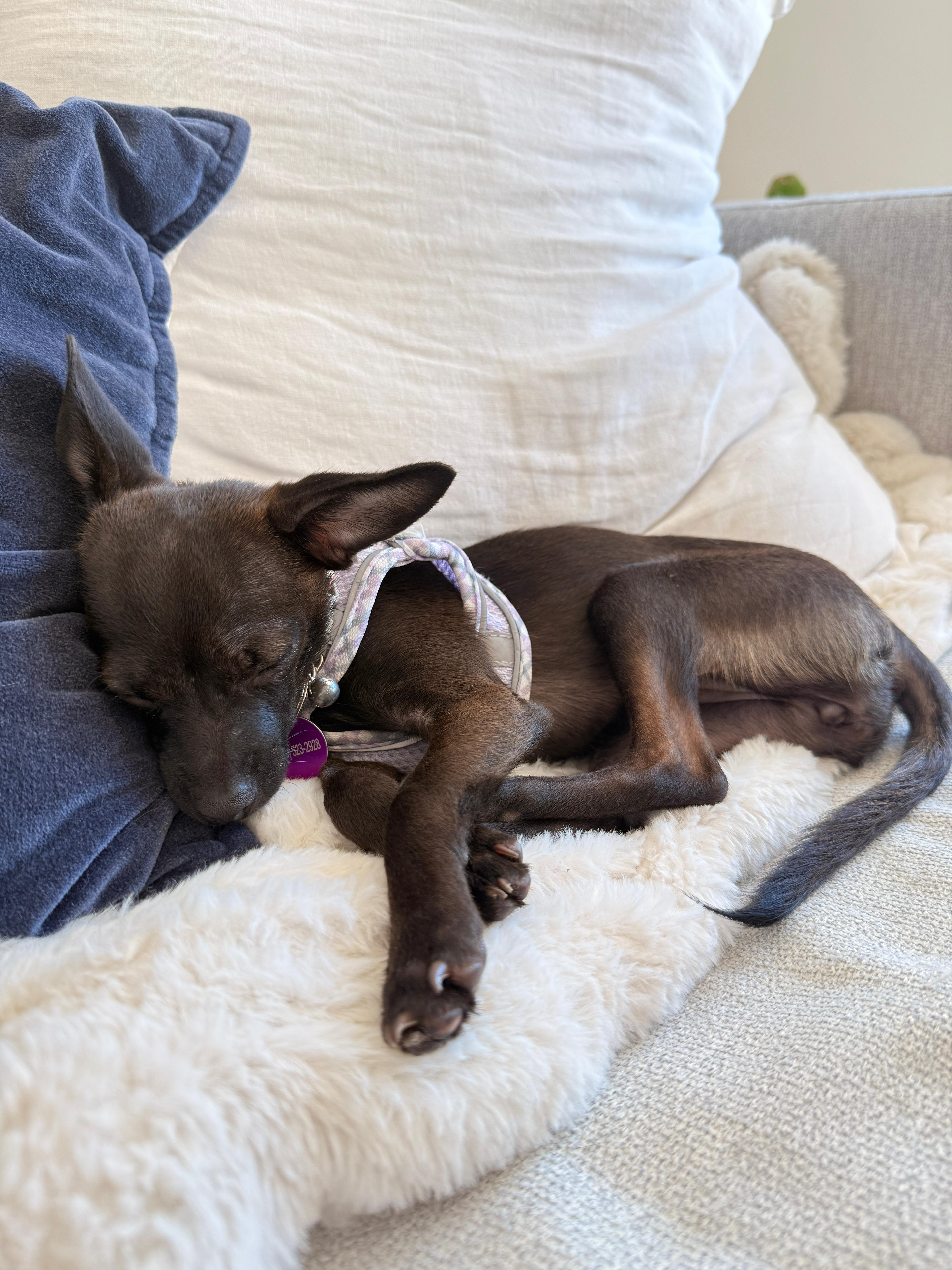 Ashley, a Adoptable mixed breed in West Hollywood, CA image 4/6