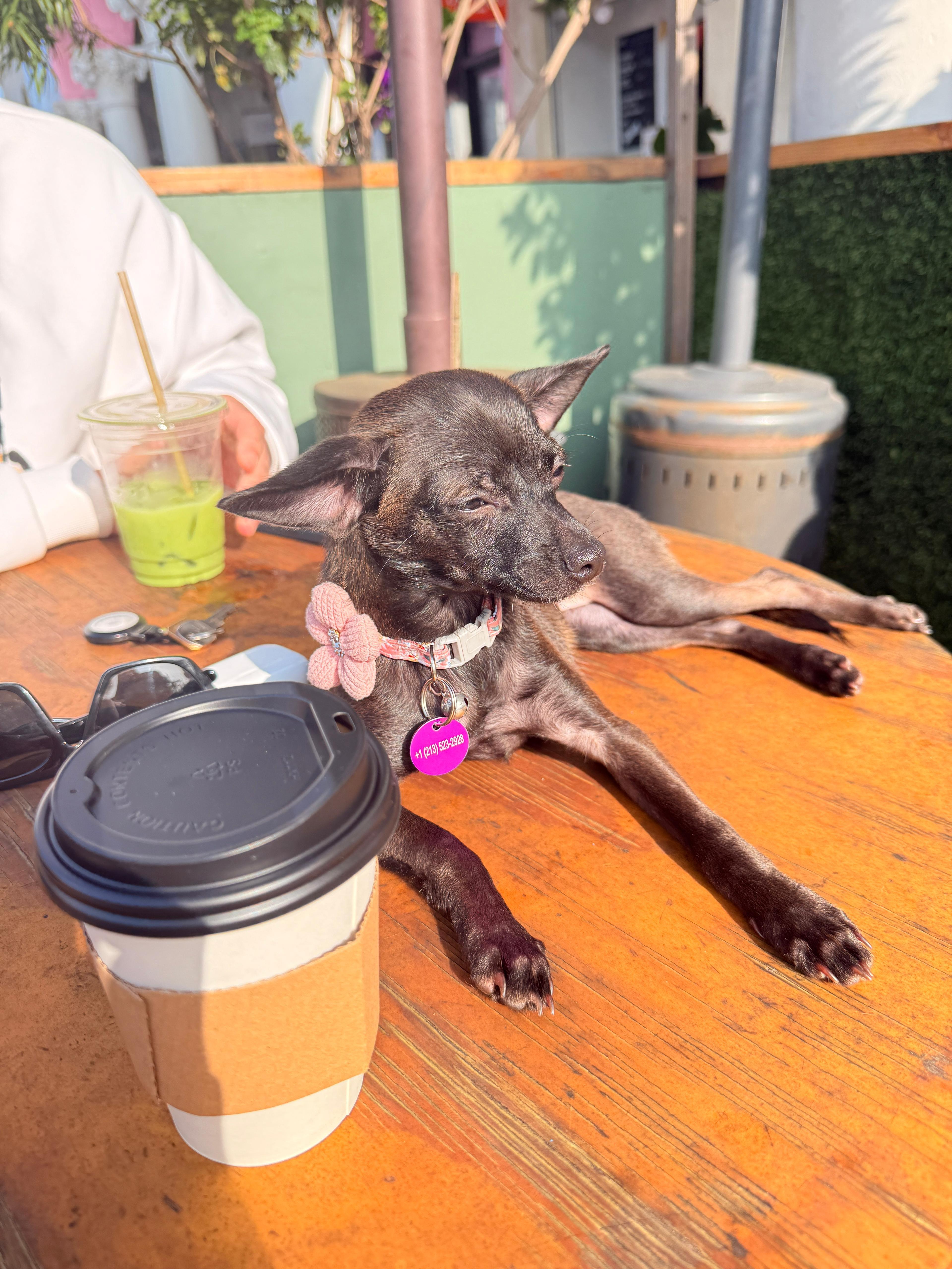 Ashley, a Adoptable mixed breed in West Hollywood, CA image 5/6