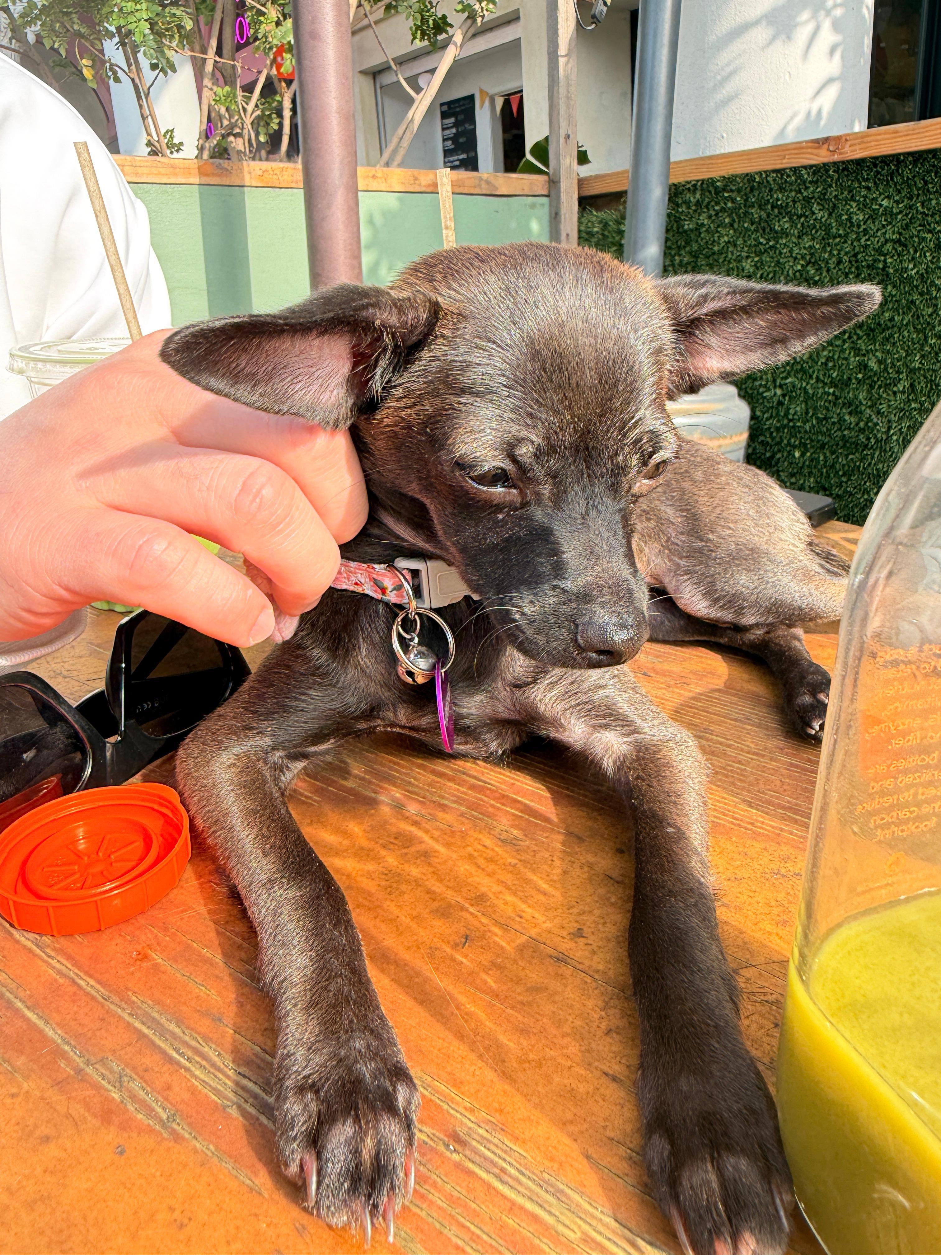 Ashley, a Adoptable mixed breed in West Hollywood, CA image 6/6