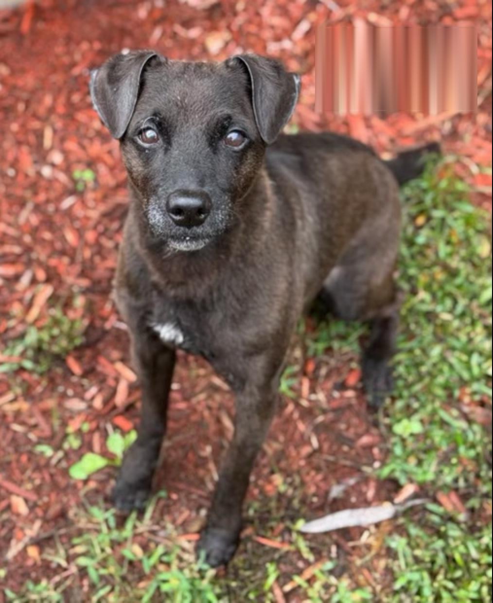 Shamrock, a Adoptable mixed breed in Orange Park, FL image 2/2