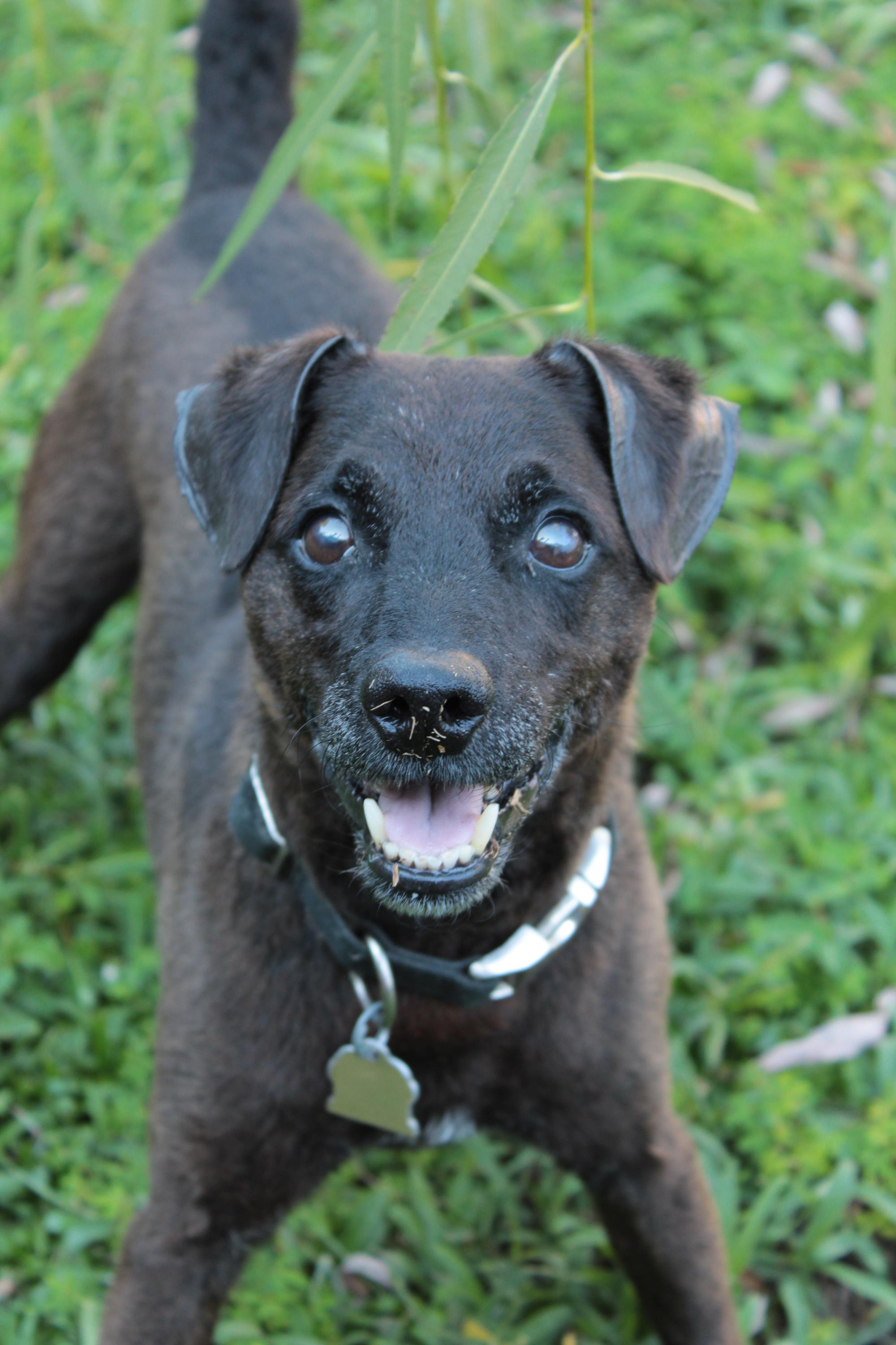 Shamrock, Adoptable, Senior Male Patterdale Terrier / Fell Terrier.