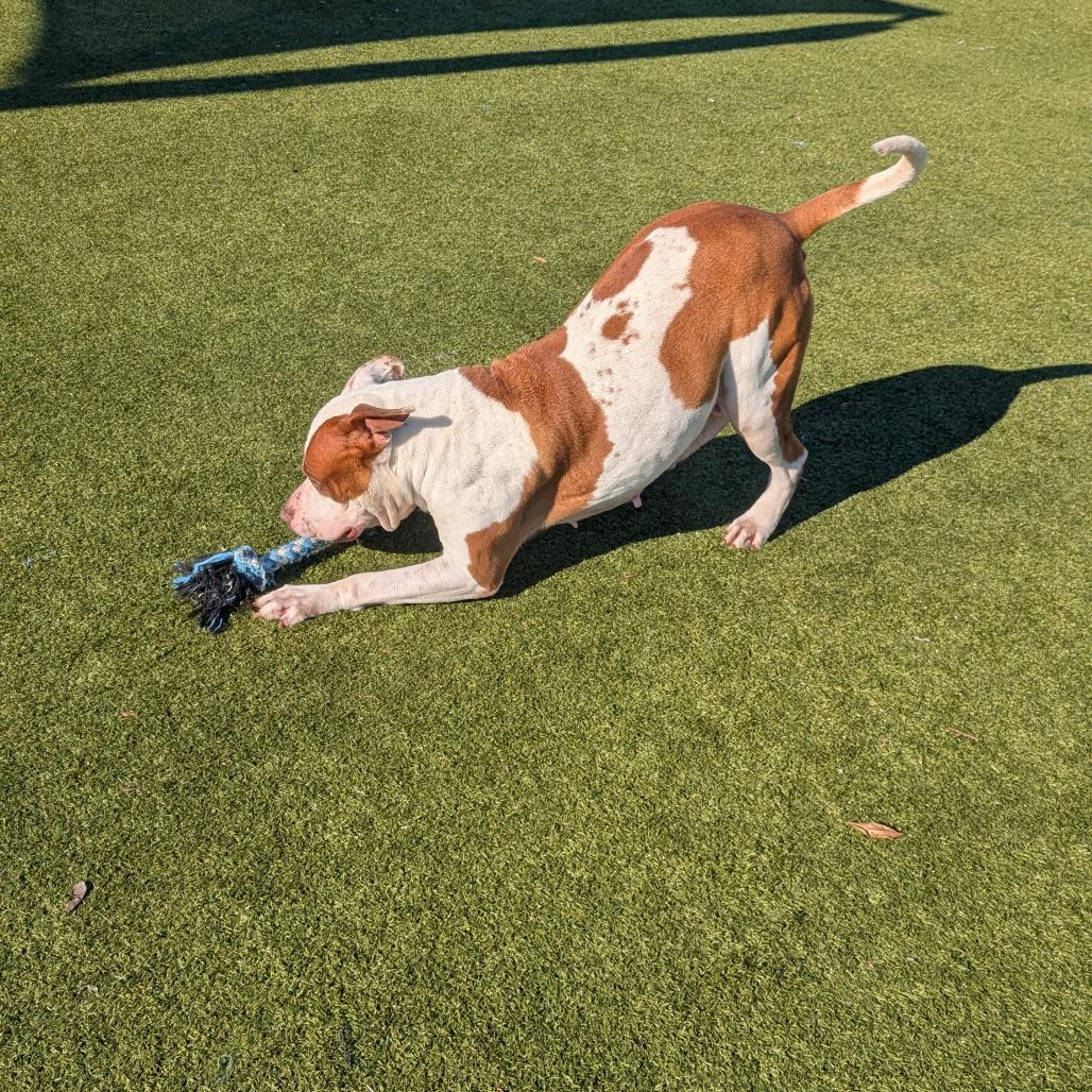 Cindy Lou Who, Adoptable, Adult Female Pit Bull Terrier.