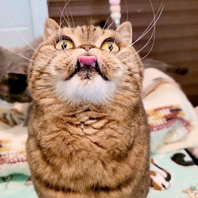 Luna Fluffington, ADOPTABLE, Adult Female Scottish Fold.