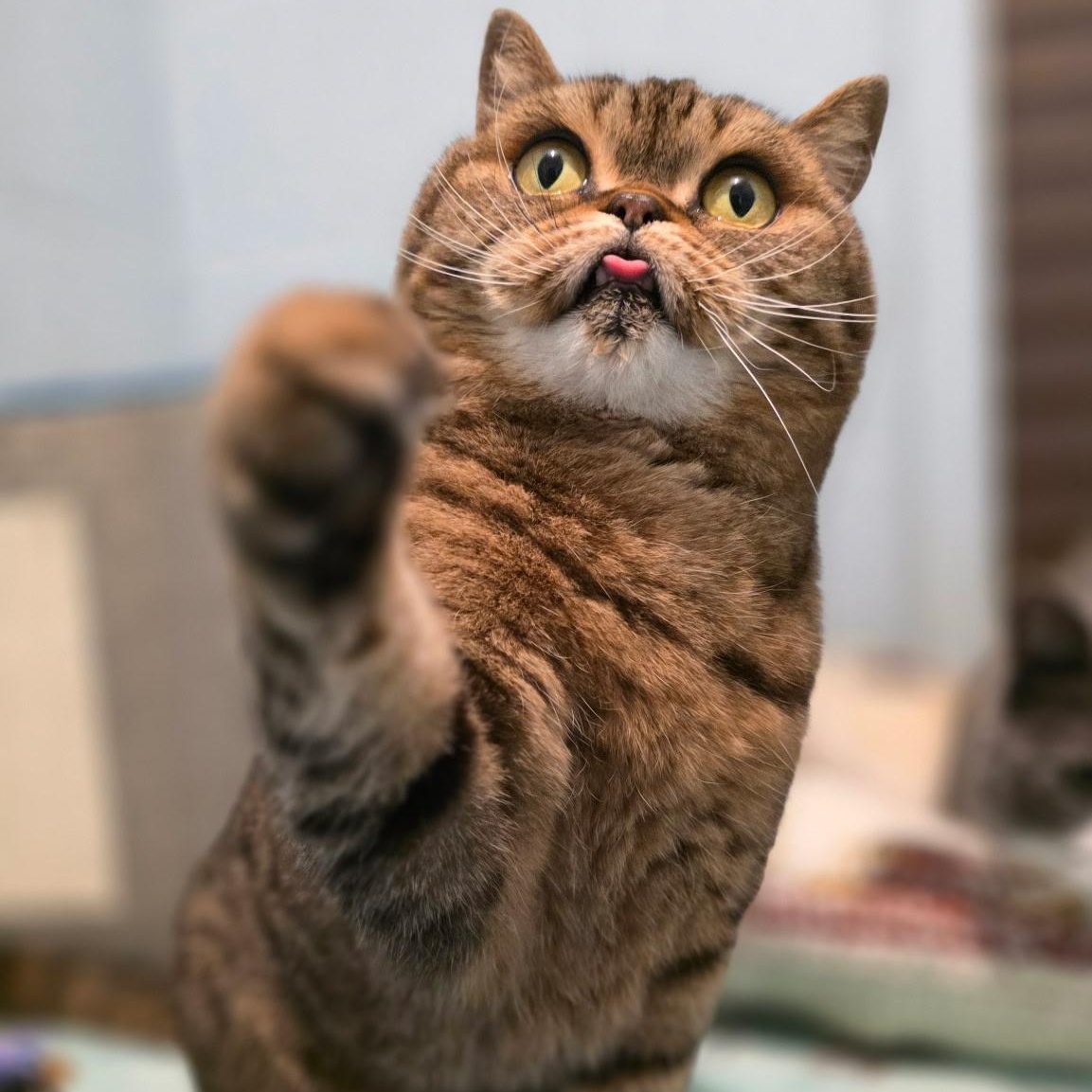 Enlarge Luna Fluffington, a ADOPTABLE Scottish Fold in Smithtown, NY image 3/3