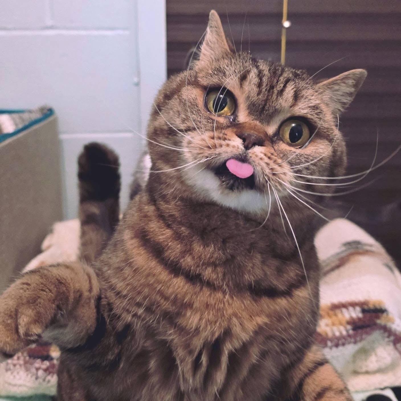 Enlarge Luna Fluffington, a ADOPTABLE Scottish Fold in Smithtown, NY image 2/3