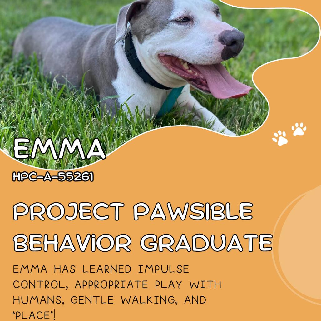 Emma, Adoptable, Adult Female Pit Bull Terrier & Mixed Breed.