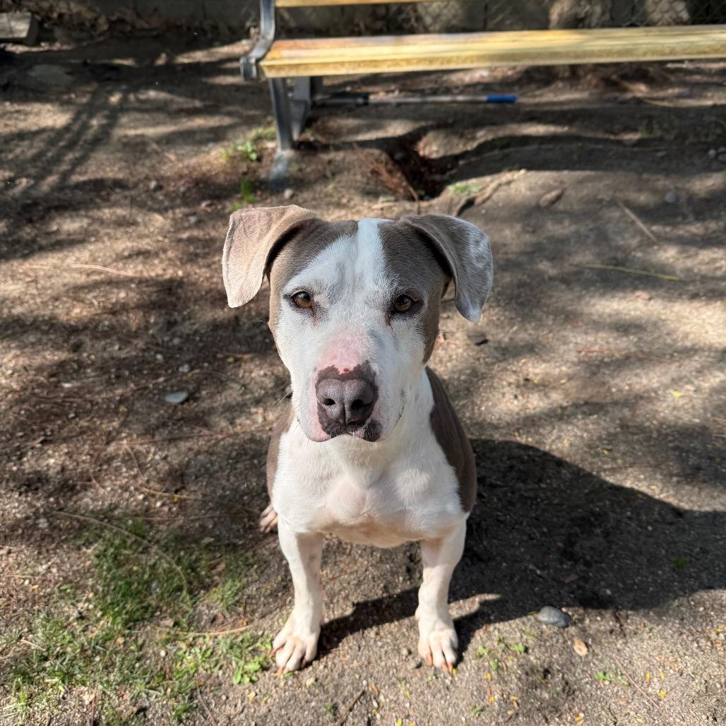 Emma, Adoptable, Adult Female Pit Bull Terrier & Mixed Breed.