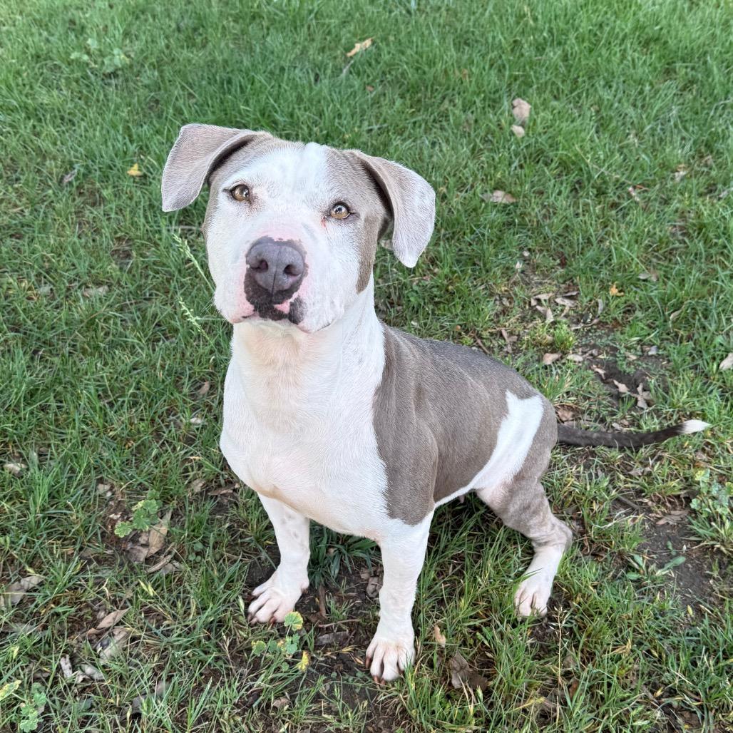 Emma, a Adoptable mixed breed in San Jacinto, CA image 1/6