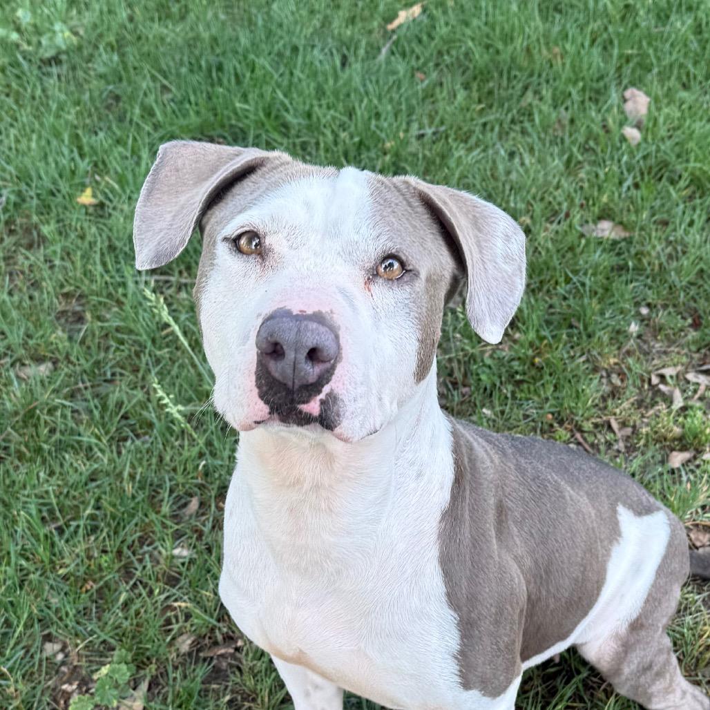 Emma, a Adoptable mixed breed in San Jacinto, CA image 2/6