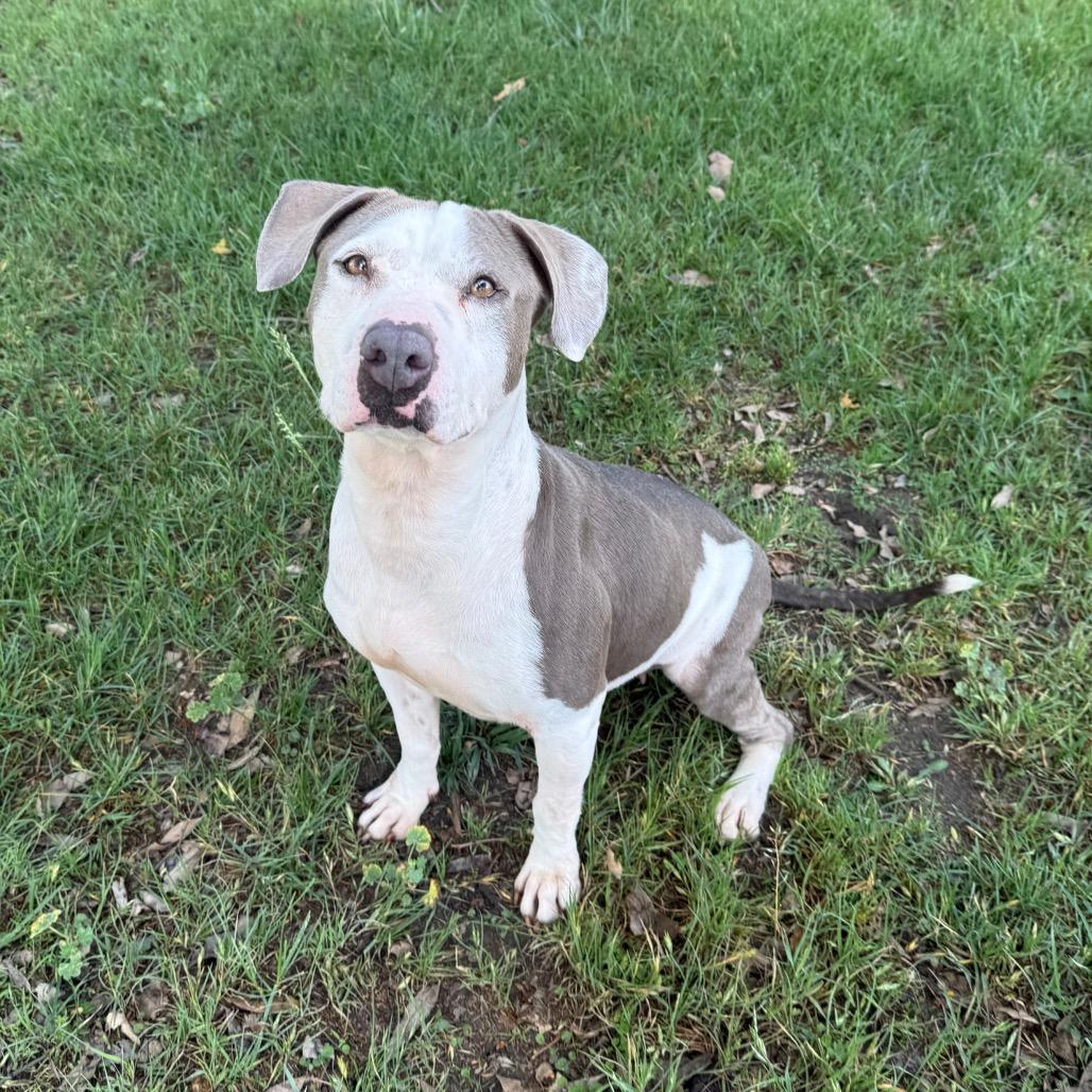 Emma, a Adoptable mixed breed in San Jacinto, CA image 3/6