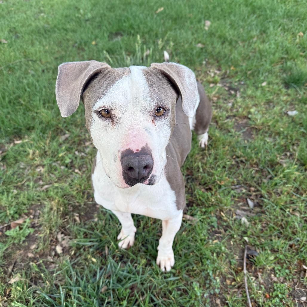 Emma, a Adoptable mixed breed in San Jacinto, CA image 4/6