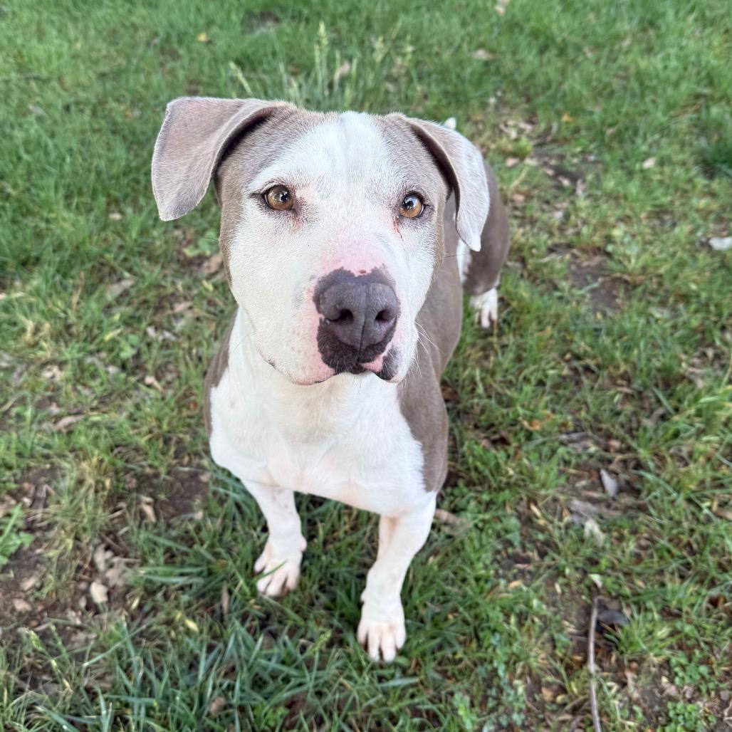Emma, a Adoptable mixed breed in San Jacinto, CA image 5/6