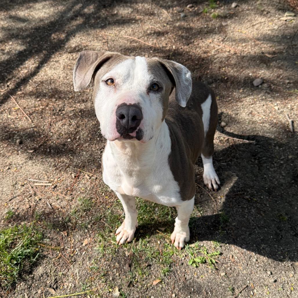 Emma, a Adoptable mixed breed in San Jacinto, CA image 6/6