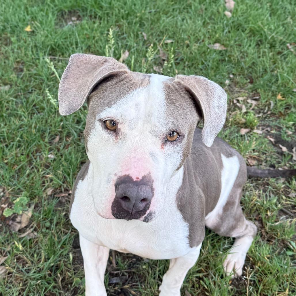Emma, a Adoptable mixed breed in San Jacinto, CA image 6/6