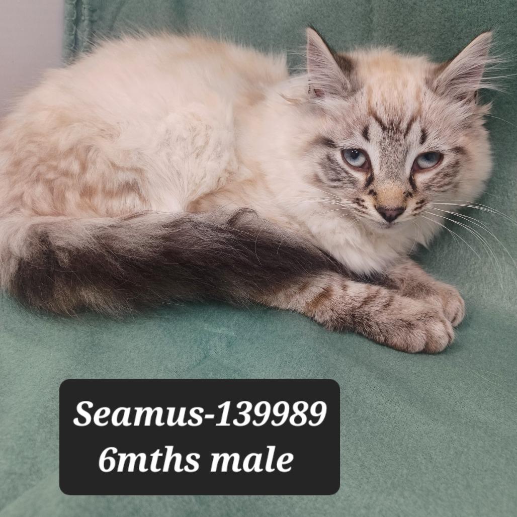 Seamus, Adoptable, Young Male Siamese.