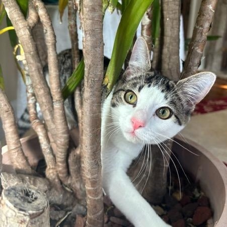 Enlarge SPRING (2) , a ADOPTABLE mixed breed in Watkinsville, GA image 2/4