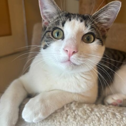 Enlarge SPRING (2) , a ADOPTABLE mixed breed in Watkinsville, GA image 1/4