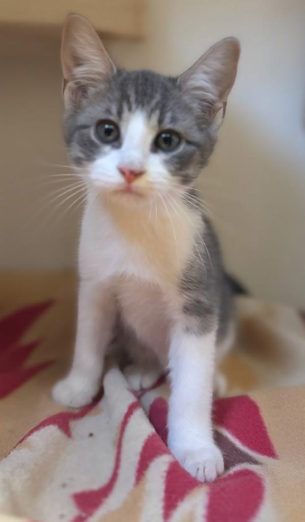 Enlarge Yo-Yo, a Adoptable mixed breed in Highland Village, TX image 2/3