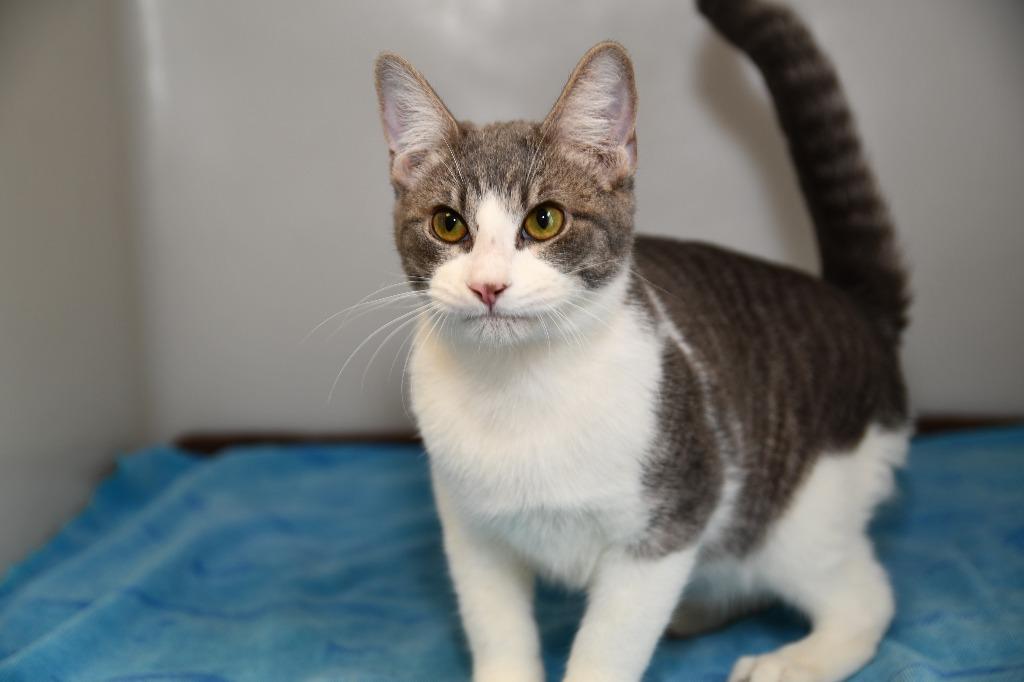 Enlarge Yo-Yo, a Adoptable mixed breed in Highland Village, TX image 3/3