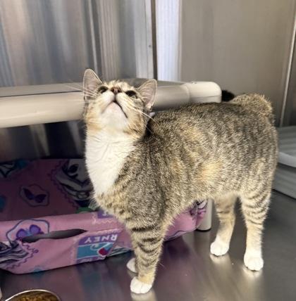 Nina, Adoptable, Adult Female Domestic Short Hair & Domestic Short Hair.