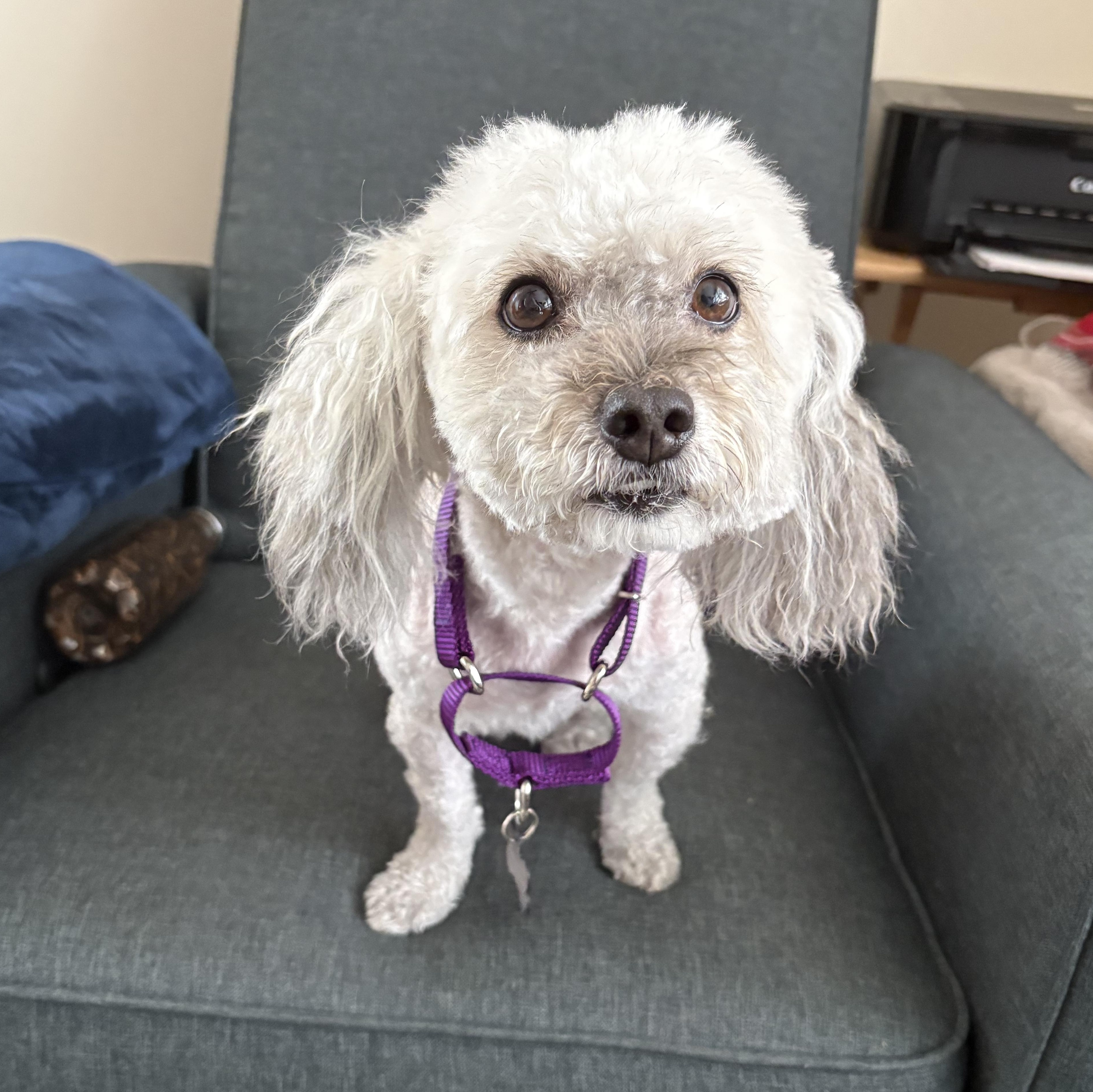 Annie, ADOPTABLE, Adult Female Poodle (Toy).