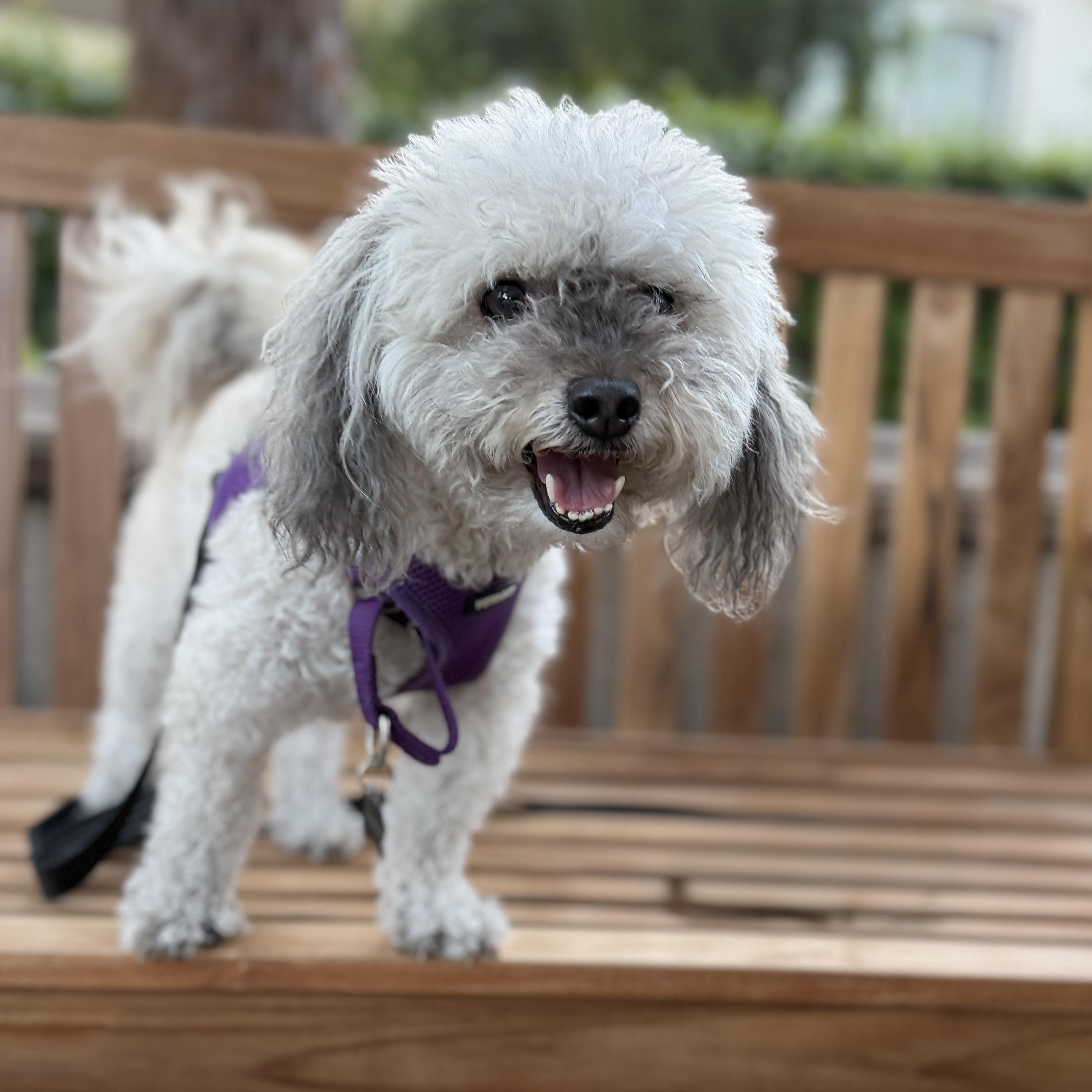 Enlarge Annie, a ADOPTABLE mixed breed in Orange, CA image 3/6