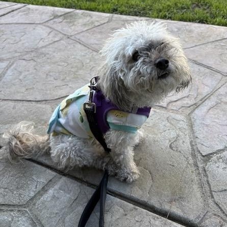 Enlarge Annie, a ADOPTABLE mixed breed in Orange, CA image 5/6