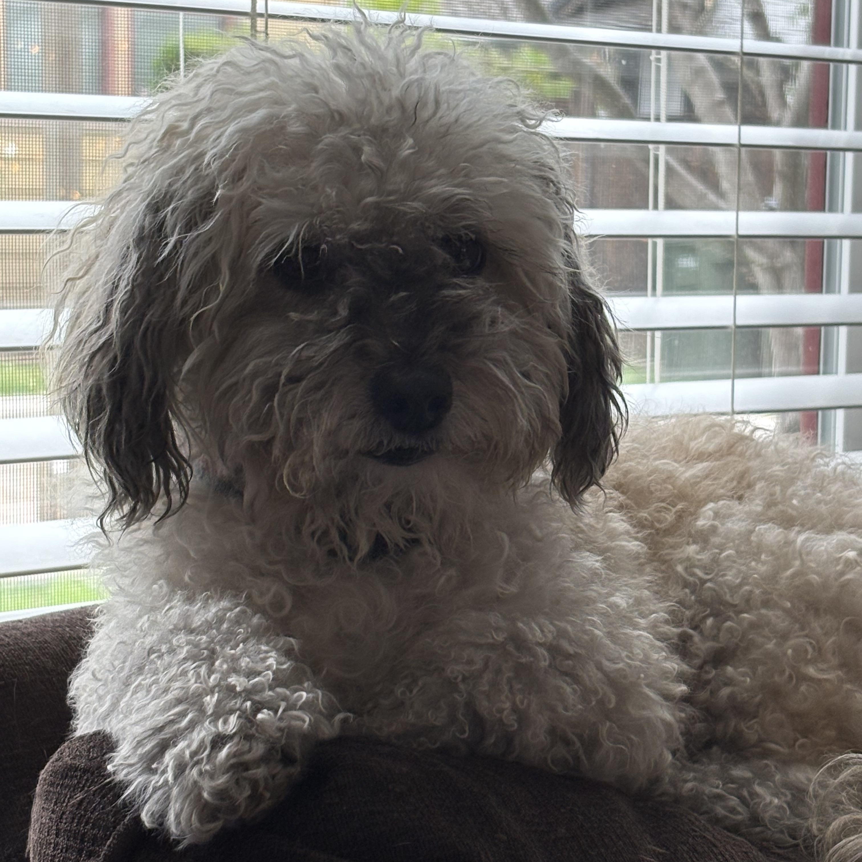 Annie, a ADOPTABLE mixed breed in Pasadena, CA image 4/6