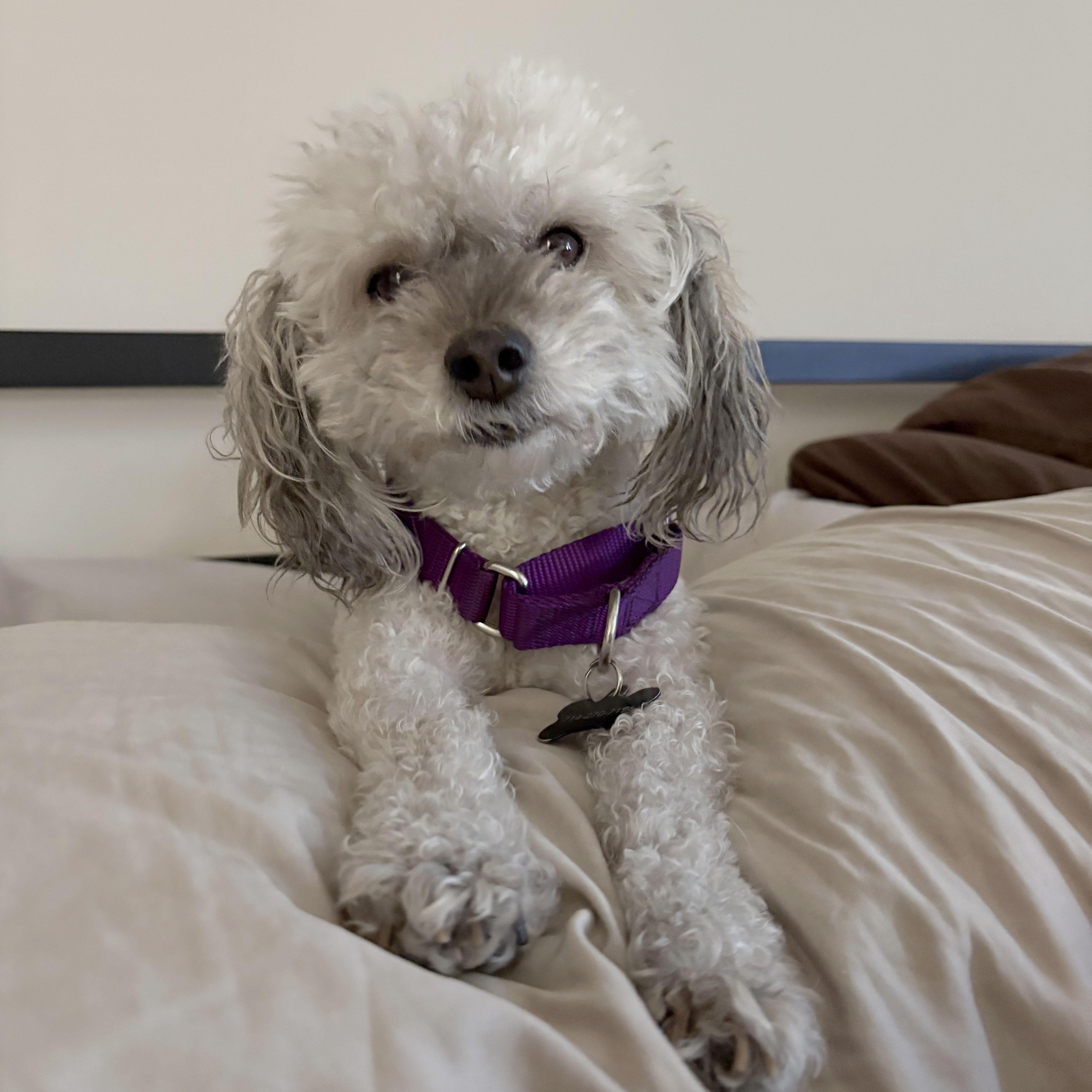 Enlarge Annie, a ADOPTABLE mixed breed in Orange, CA image 2/6