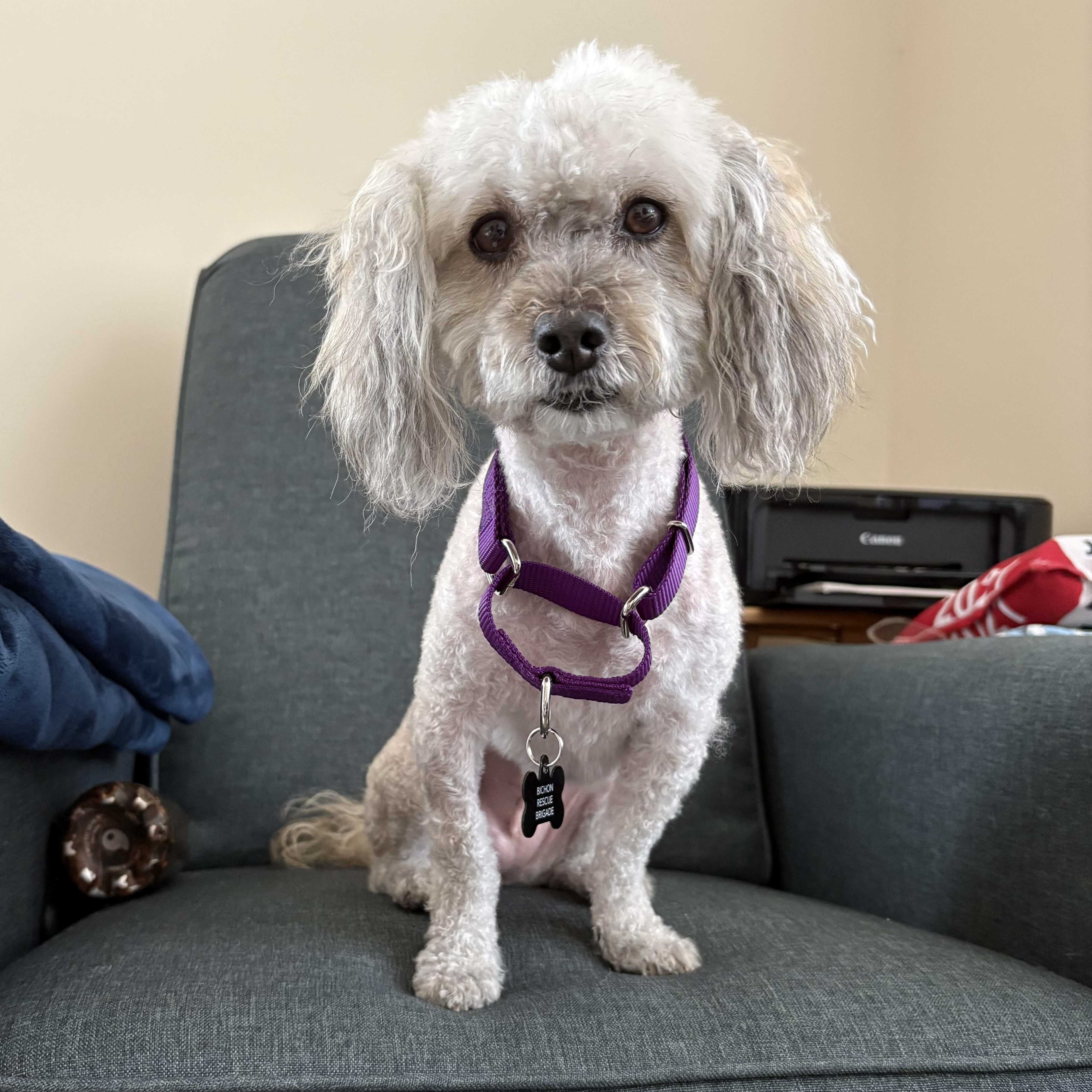 Annie, a ADOPTABLE mixed breed in Pasadena, CA image 3/6