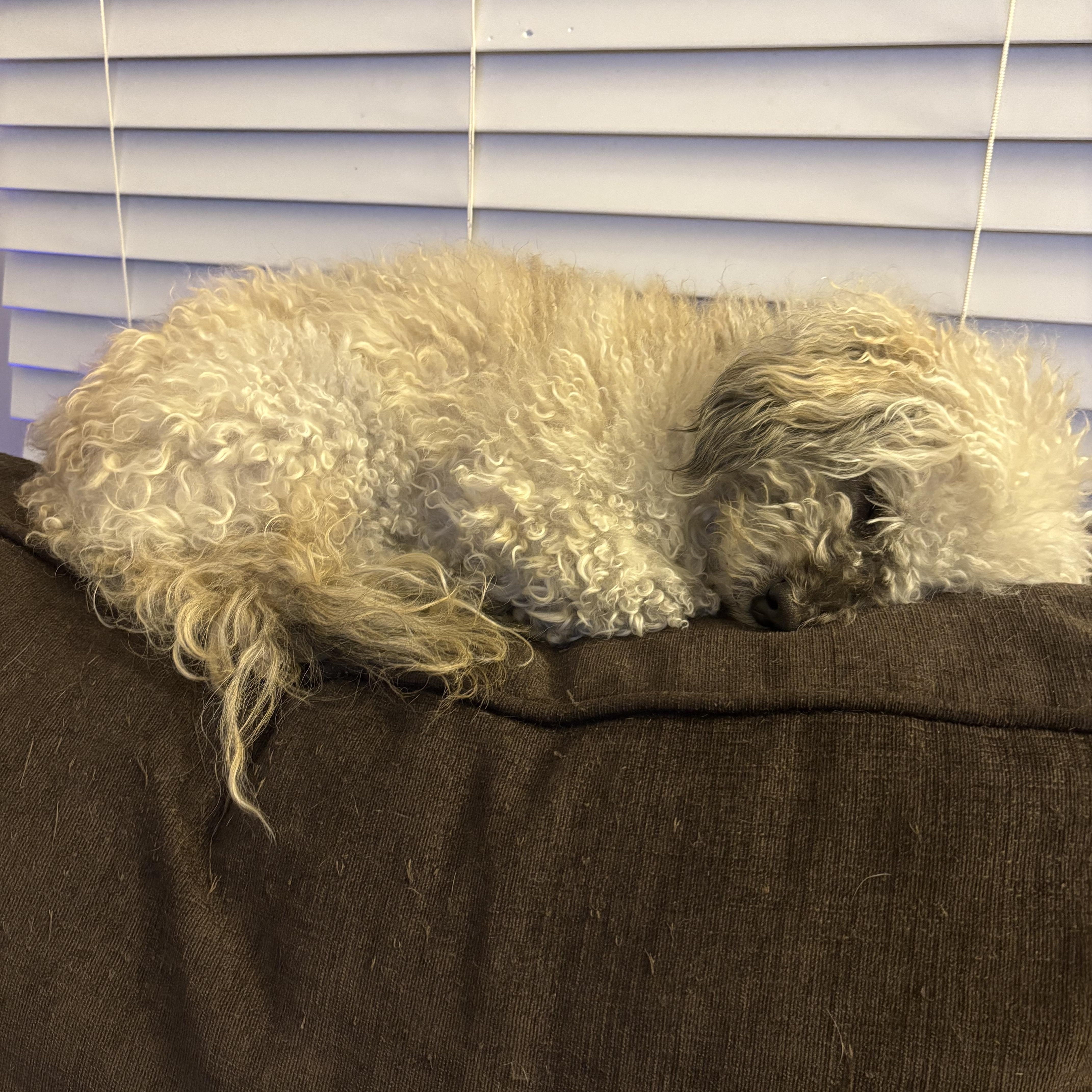 Annie, a ADOPTABLE mixed breed in Pasadena, CA image 5/6