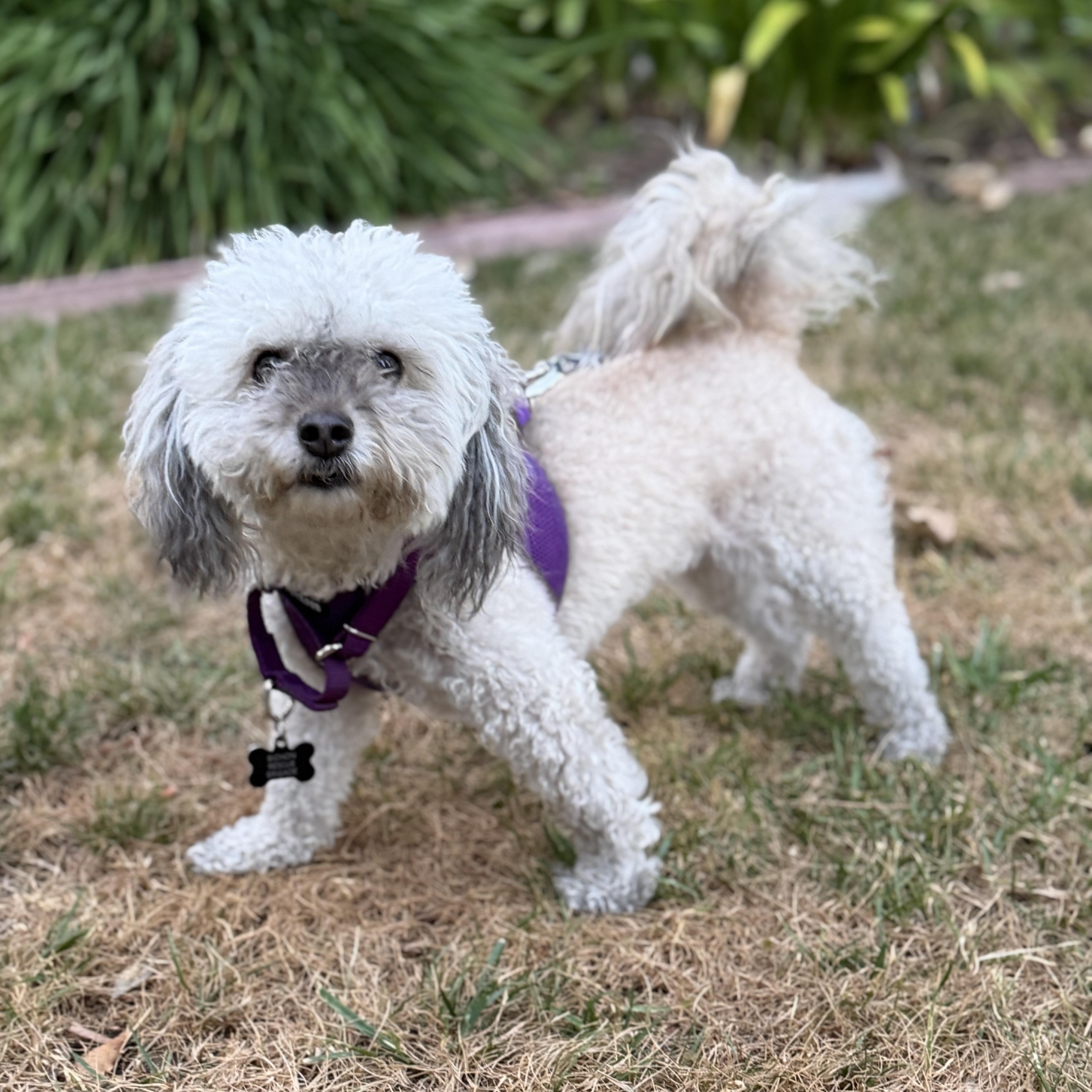 Enlarge Annie, a ADOPTABLE mixed breed in Orange, CA image 5/6