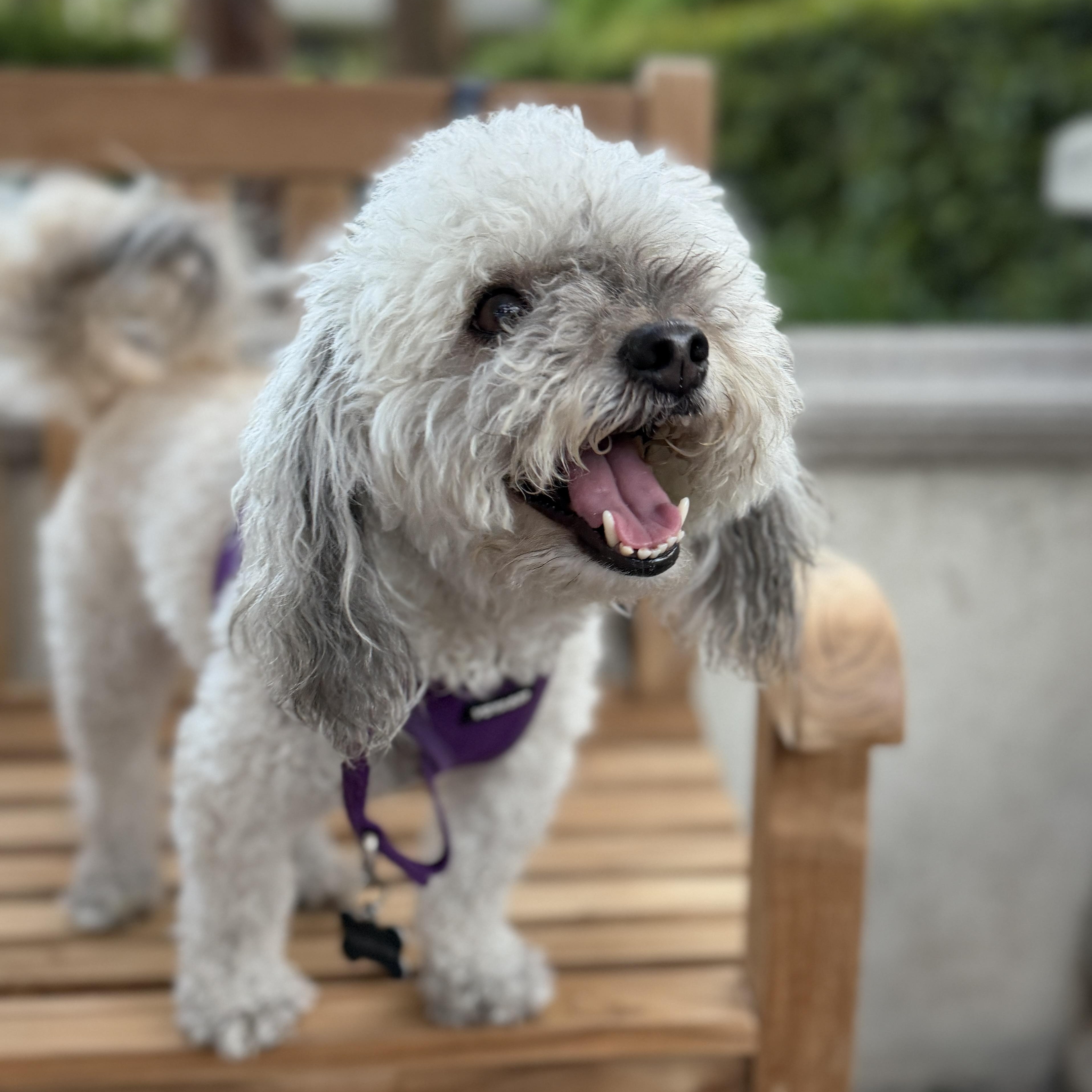 Enlarge Annie, a ADOPTABLE mixed breed in Orange, CA image 2/6