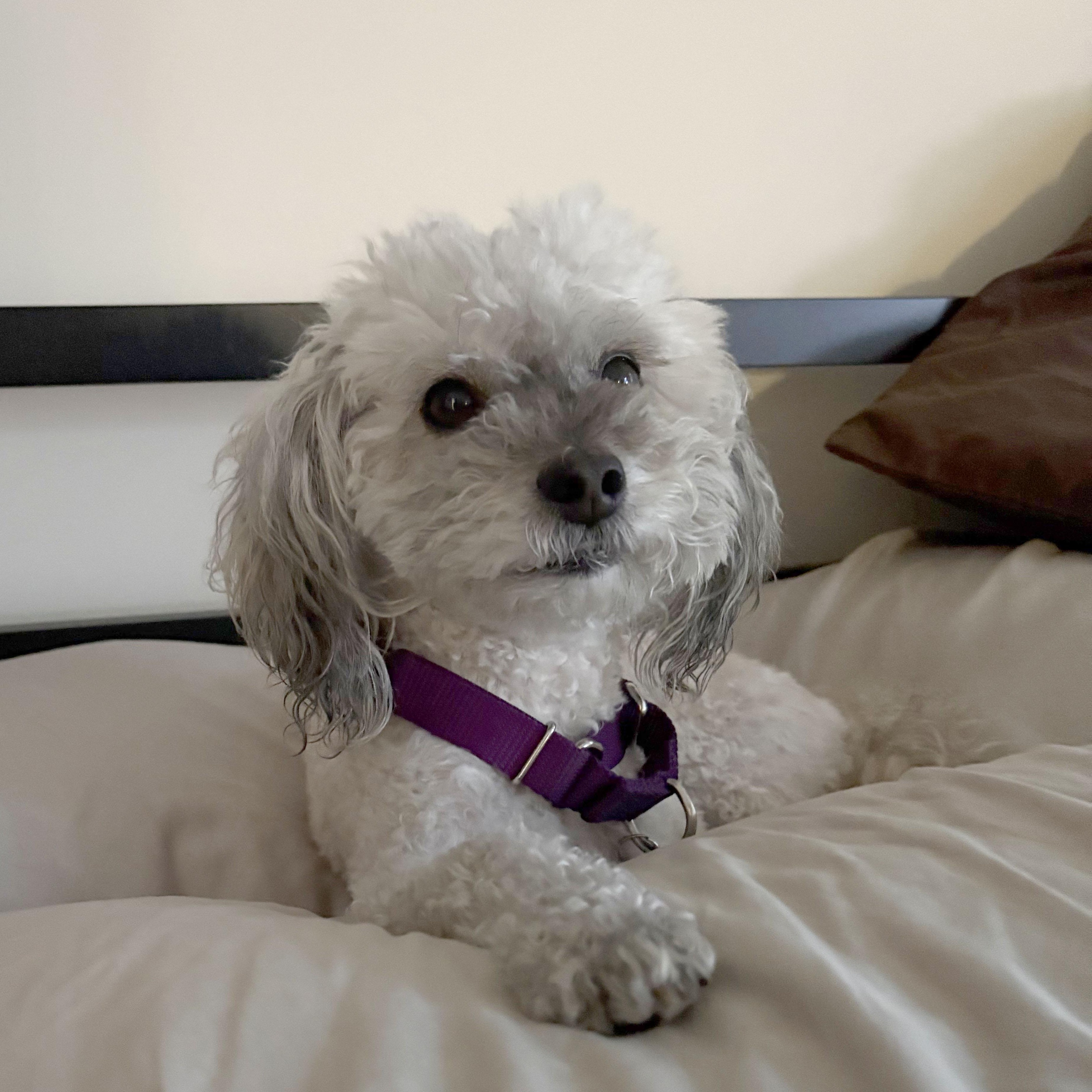 Enlarge Annie, a ADOPTABLE mixed breed in Orange, CA image 1/6