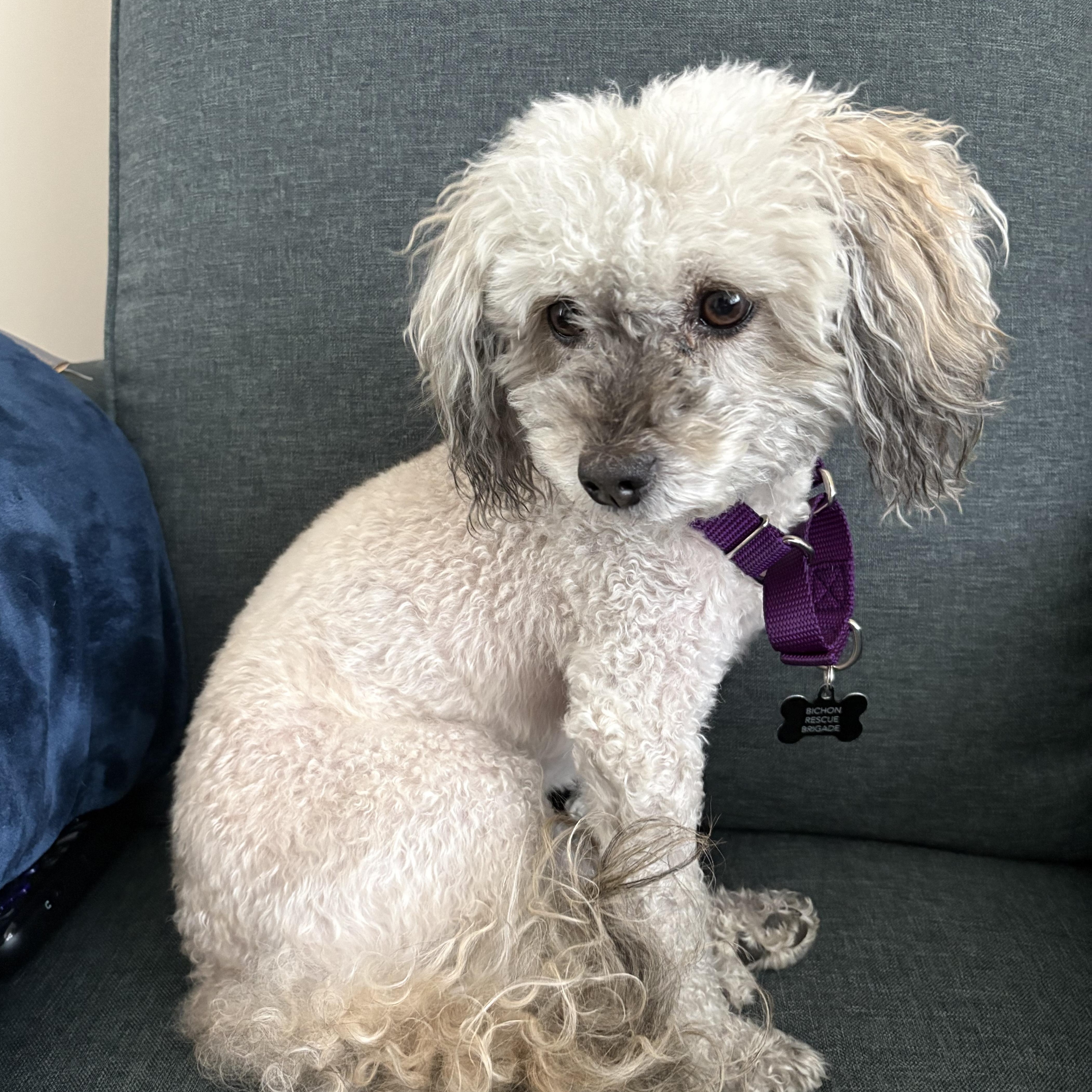 Enlarge Annie, a ADOPTABLE mixed breed in Orange, CA image 6/6