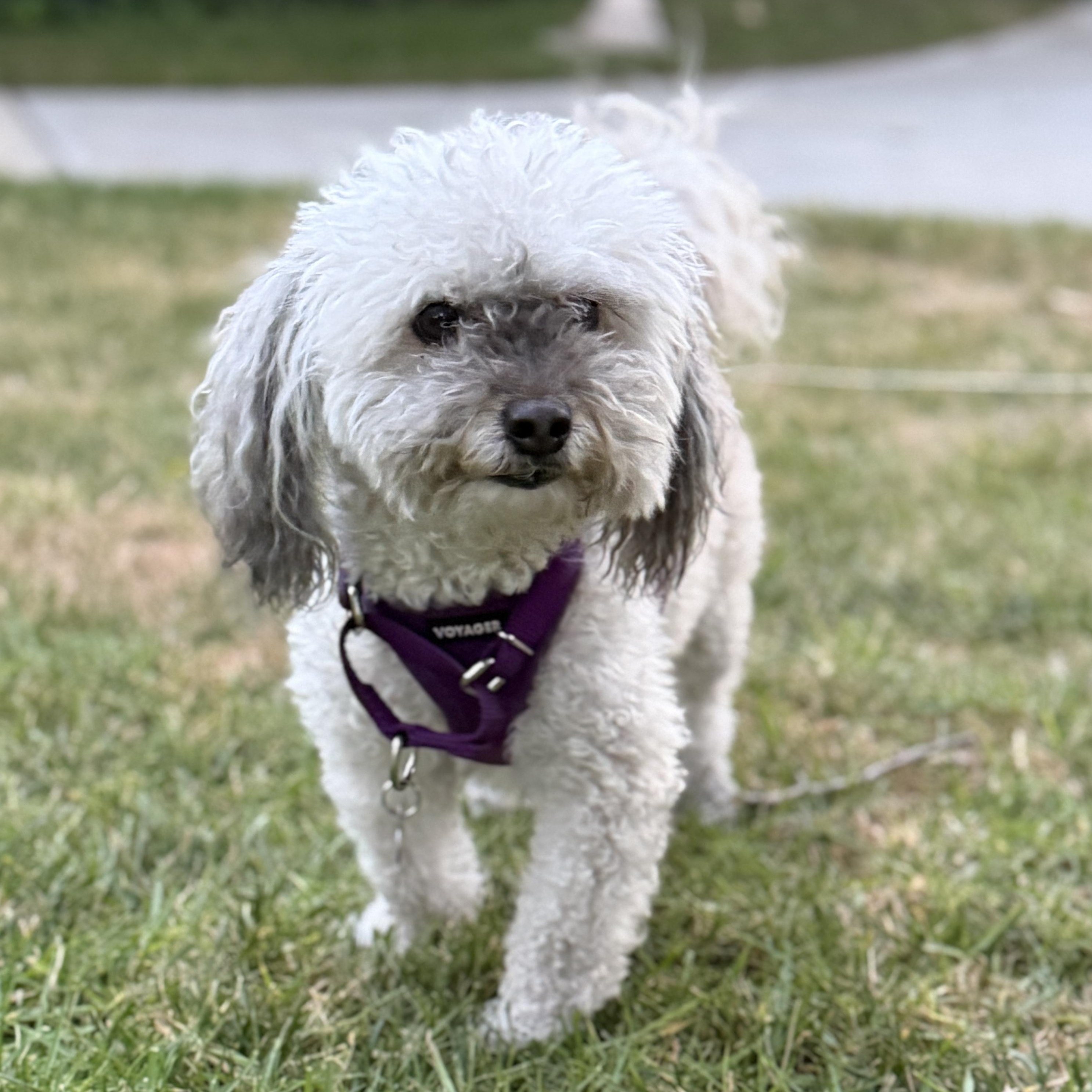Annie, ADOPTABLE, Adult Female Poodle (Toy).