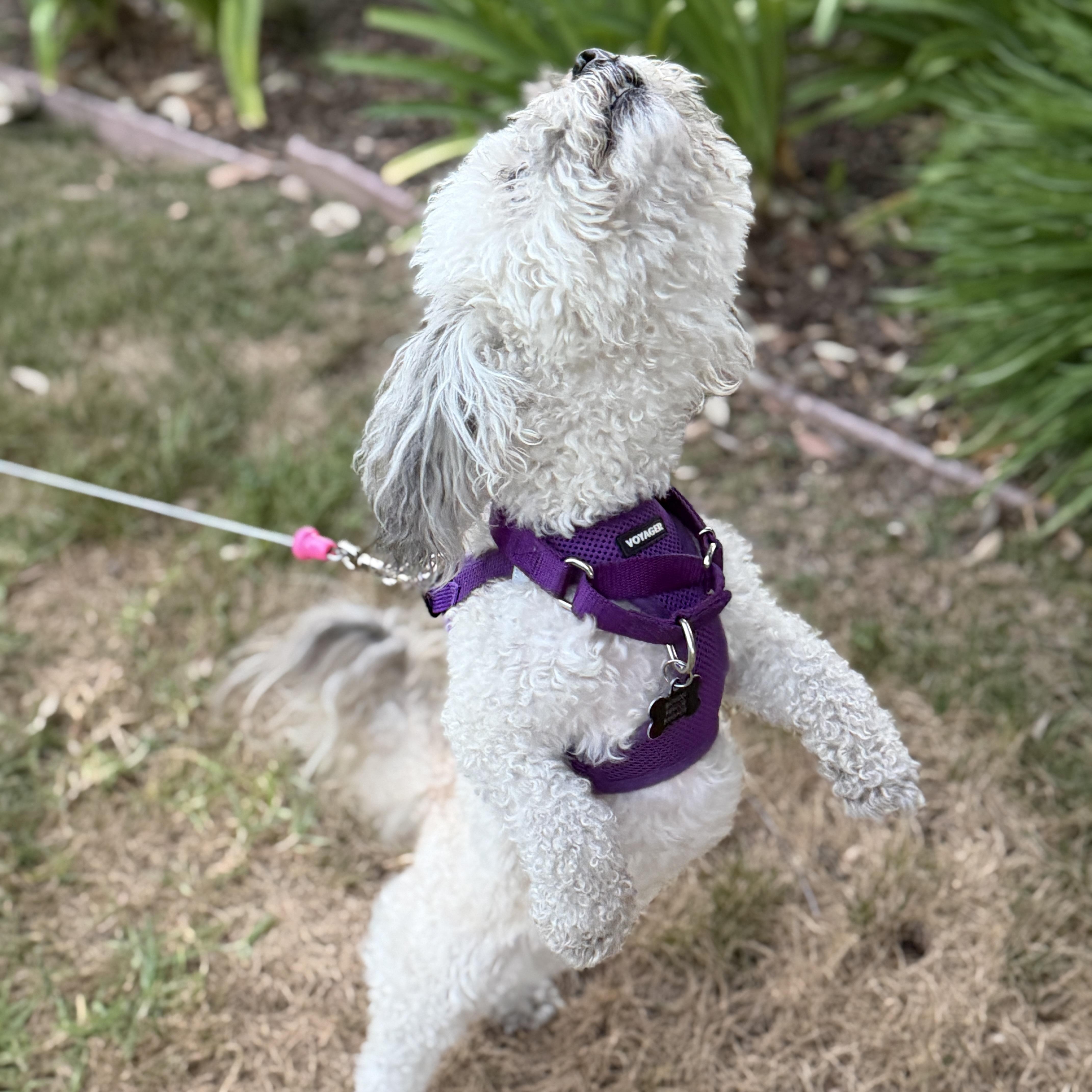 Enlarge Annie, a ADOPTABLE mixed breed in Orange, CA image 4/6