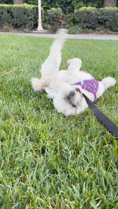 Enlarge Annie, a ADOPTABLE mixed breed in Orange, CA video 6/6