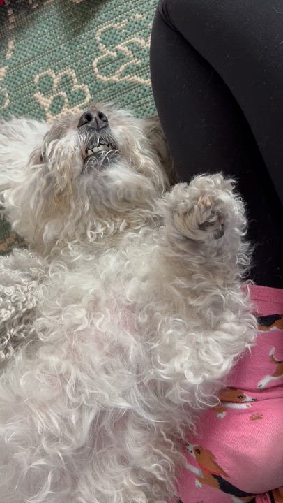 Enlarge Annie, a ADOPTABLE mixed breed in Pasadena, CA video 6/6