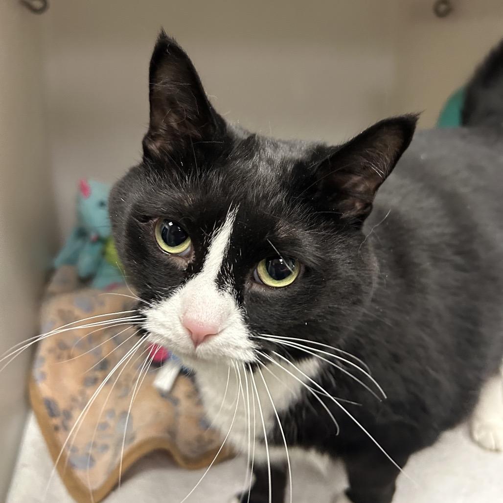 Kitty Kitty, a Adoptable Domestic Short Hair in Zanesville, OH image 1/2